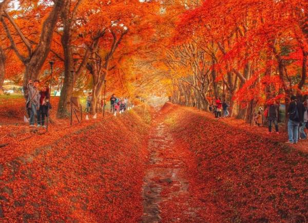 秋日富士山河口湖紅葉迴廊、川越、輕井澤秋色溫泉 2天團【忍野八海、淺間神社、入住八岳森林小木屋、白絲瀑布、小江戶川越街道】KTK-02A 東京出發