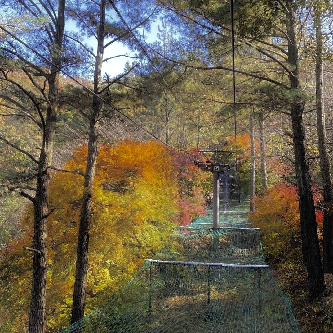 (團號: NG-02) 內藏山,水杉樹林路,楓葉公園, 賞楓葉二天團