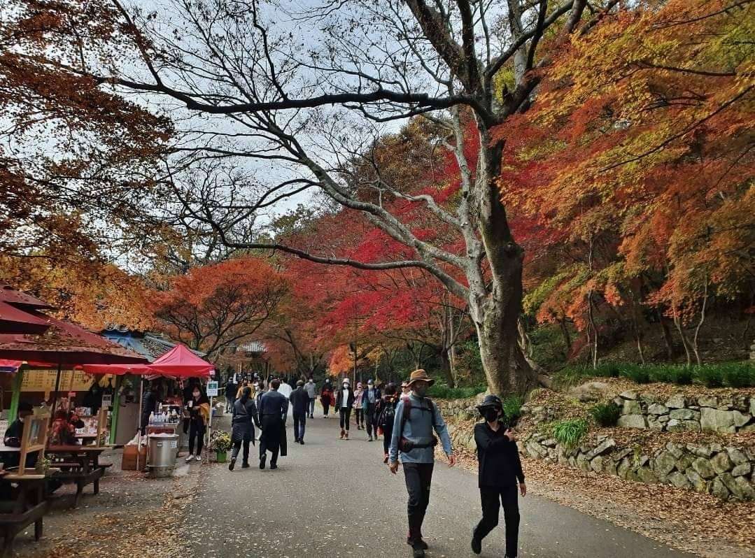 (團號:NJD-01) (10 &11月份限定) 2025東內藏山 最新楓葉公園 一天團
