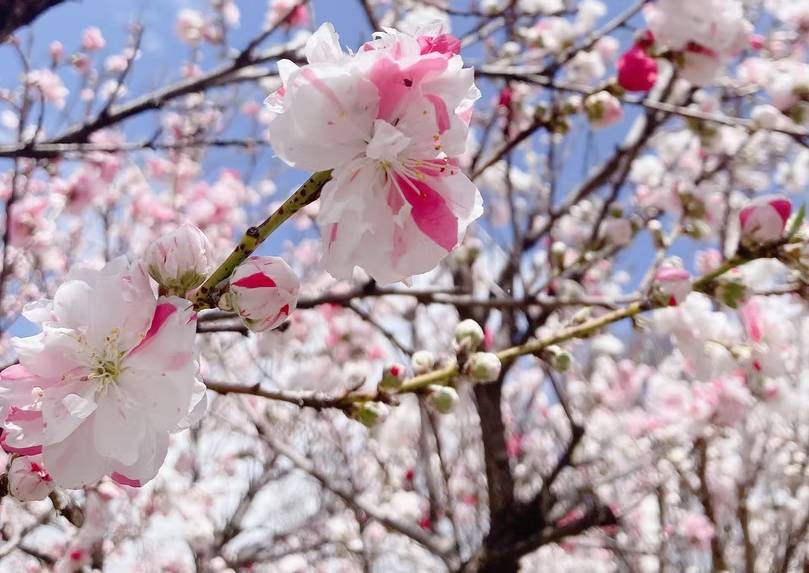 河口湖櫻花祭/本栖湖芝櫻祭溫泉 2天團【河口湖櫻花/本栖湖芝櫻、淺間神社、忍野八海、熊谷桜堤/桃源院桃花園、入住八岳森林小木屋、川越古街、輕井澤舊銀座街】KTK-02H