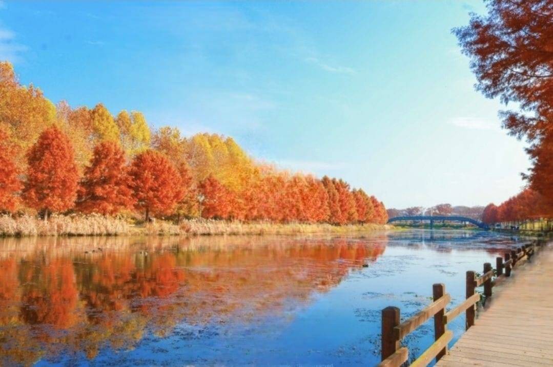 (團號: NG-02) 內藏山,水杉樹林路,楓葉公園, 賞楓葉二天團