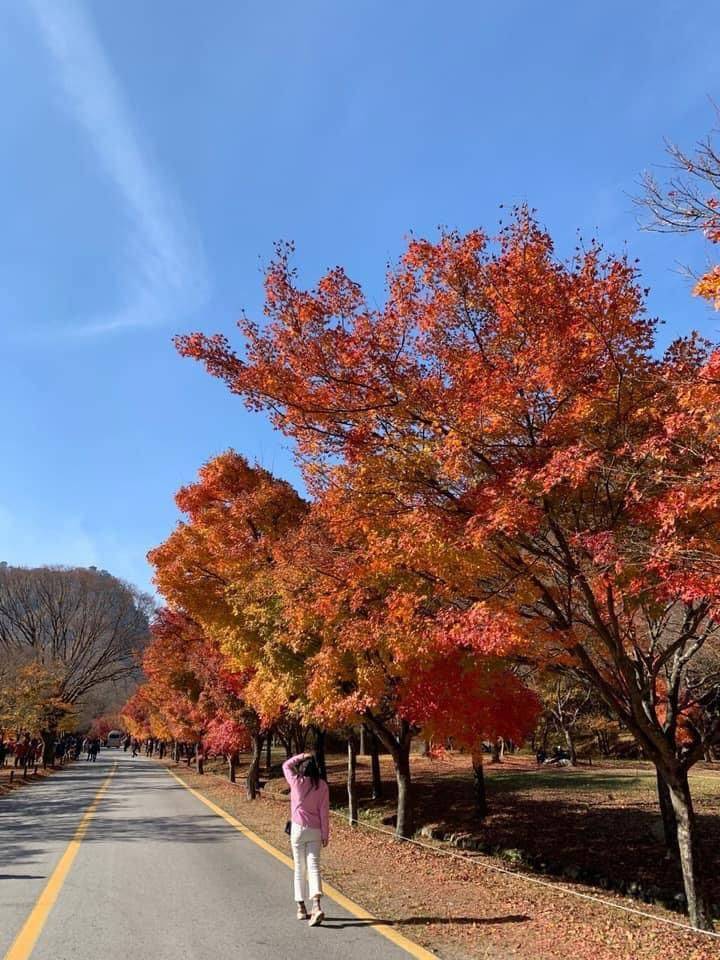 (團號:NJ-01) (10 &11月份限定) 2025全新內藏山內藏寺紅葉慶典一天團