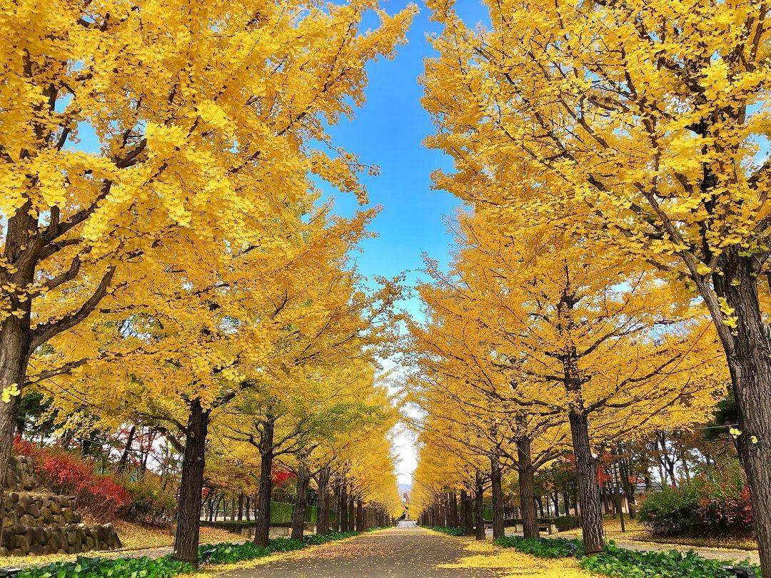 秋日東京大洗紅葉之旅、日立車站、銀杏並木、那珂湊魚市場、花貫渓谷、神龍吊橋、牛久大佛,秋色美景 2天團KTK-02A