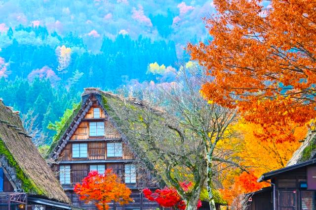 名古屋出發◆秋之高山祭一天團【世界文化遺產◆紅葉的白川鄉合掌村▎秋之高山祭】(KNM-01A)