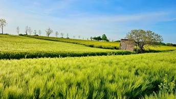 (團號: GY-01) <一人成團>  6000坪紫色花海 & 韓劇拍攝地 & 必訪「韓屋咖啡廳」 一天團