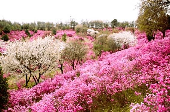 (團號 : DS-01) <一人成團> 草莓農場＋富平地下街•杜鵑花&櫻花之旅 1天團