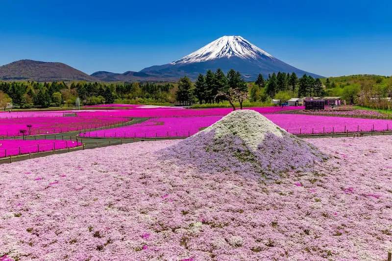 日本之最-富士山本栖湖50萬芝櫻祭一天團【淺間神社◎本栖湖芝櫻花◎忍野八海◎日川時計店】KTF-01H1★東京出發