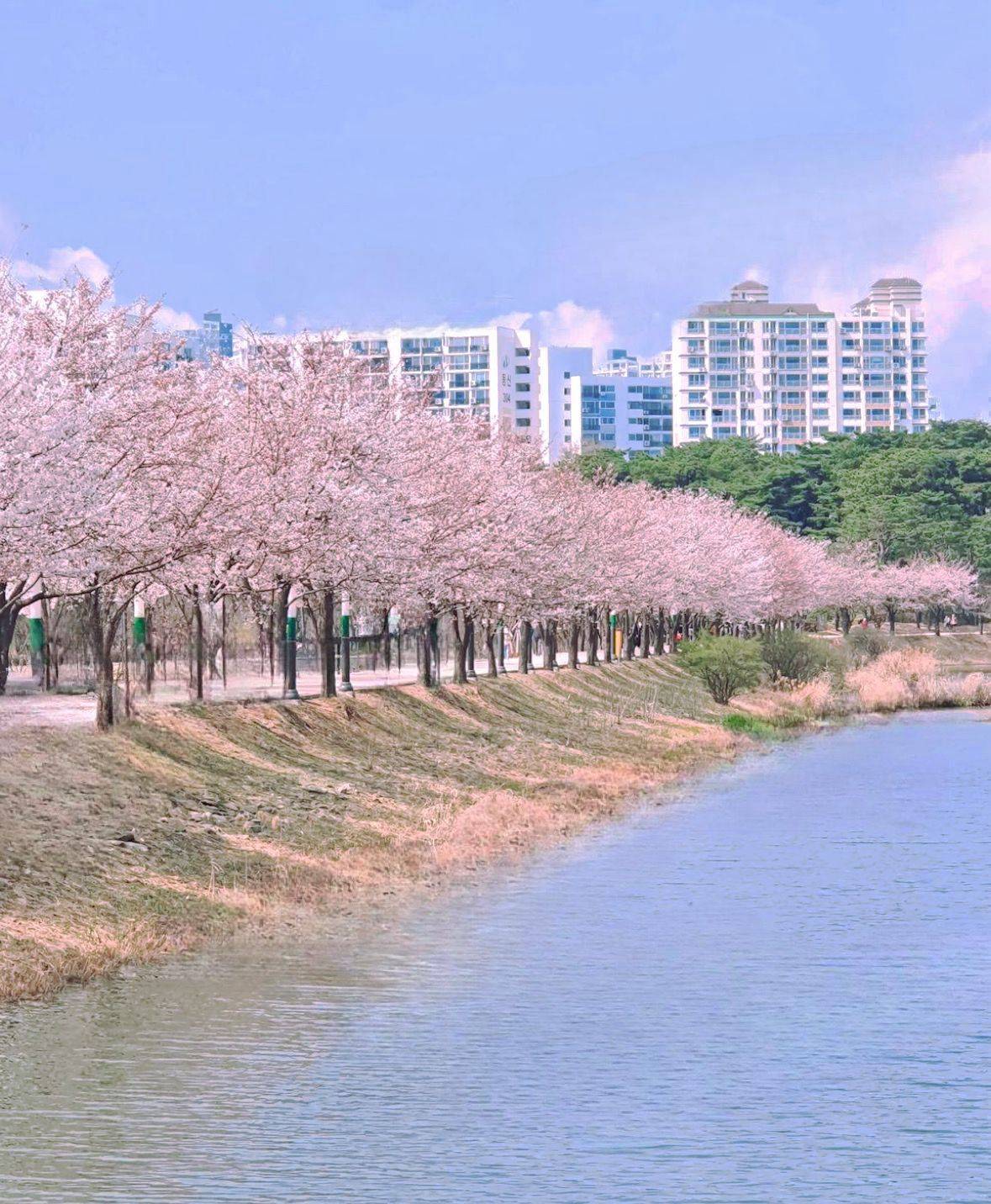 (團號:SU-01)水原古華城賞櫻+水原星空圖書館+樂天湖水櫻花祭一天團