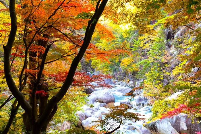 東京出發◆秋日河口湖賞楓名所◆紅葉迥廊一天遊【世界自然遺產富士山-忍野八海 ▎乘纜車走上御岳昇仙峽   】(KTF-01A)