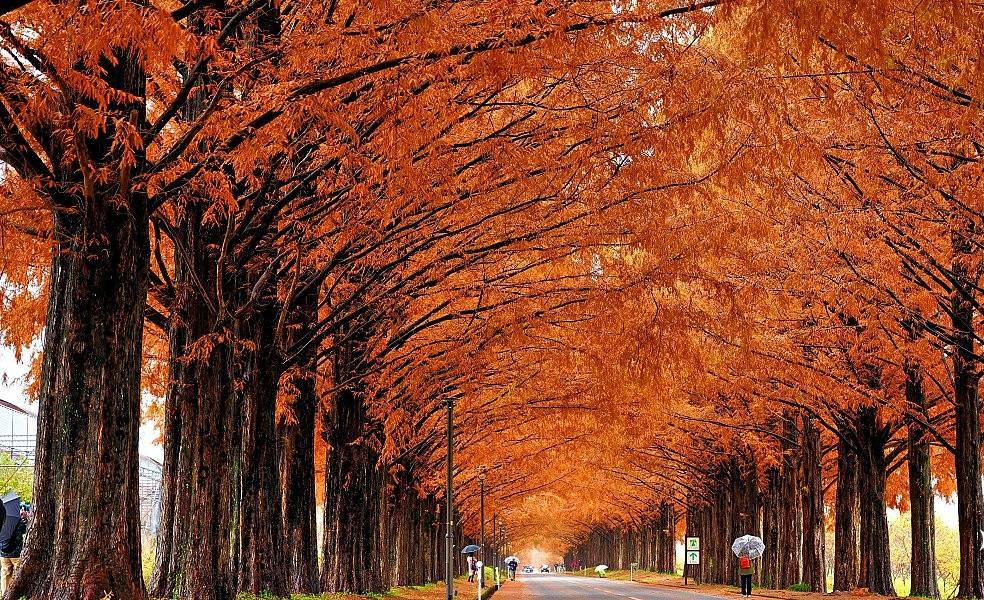 琵琶湖紅葉一天遊-(雞足寺+滋賀水杉林大道+黒壁廣場)(KNS-01A)名古屋出發