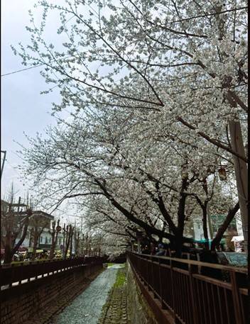 (團號 : JH-01)  <釜山出發, 一人成團>「櫻花隧道」+鎮海慶和火車站+余佐川櫻花道 之旅 1天團