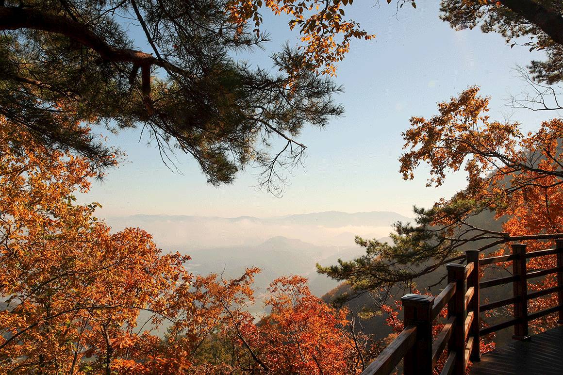 (團號:NC-01) 首爾出發 春川三岳山湖水纜車,南怡島紅葉，傳統茶屋 一天團