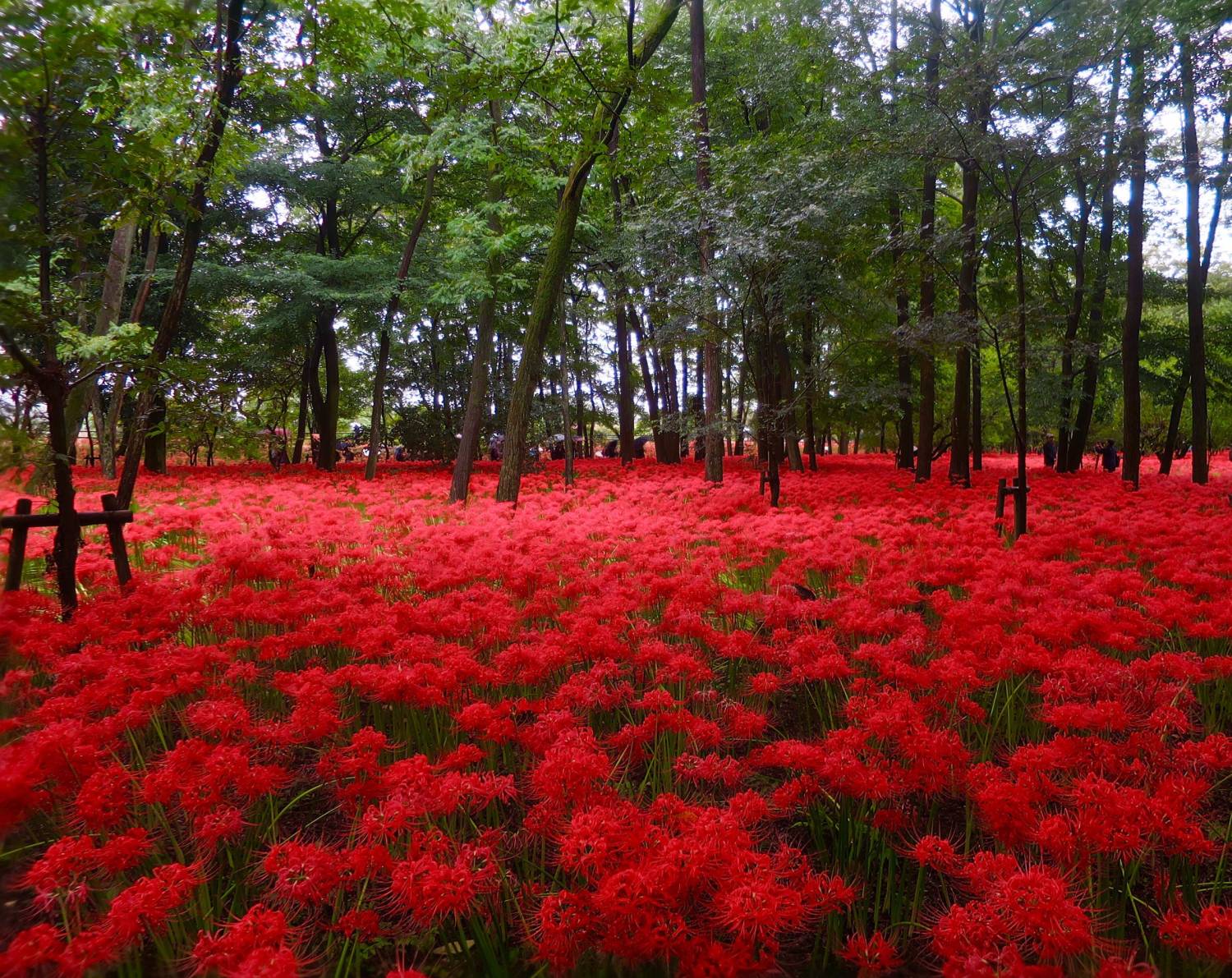 東京出發◆東京-川越古街、曼珠沙華公園-500萬株彼岸花田 、OUTLET PARK一天遊 (KTM-01A)