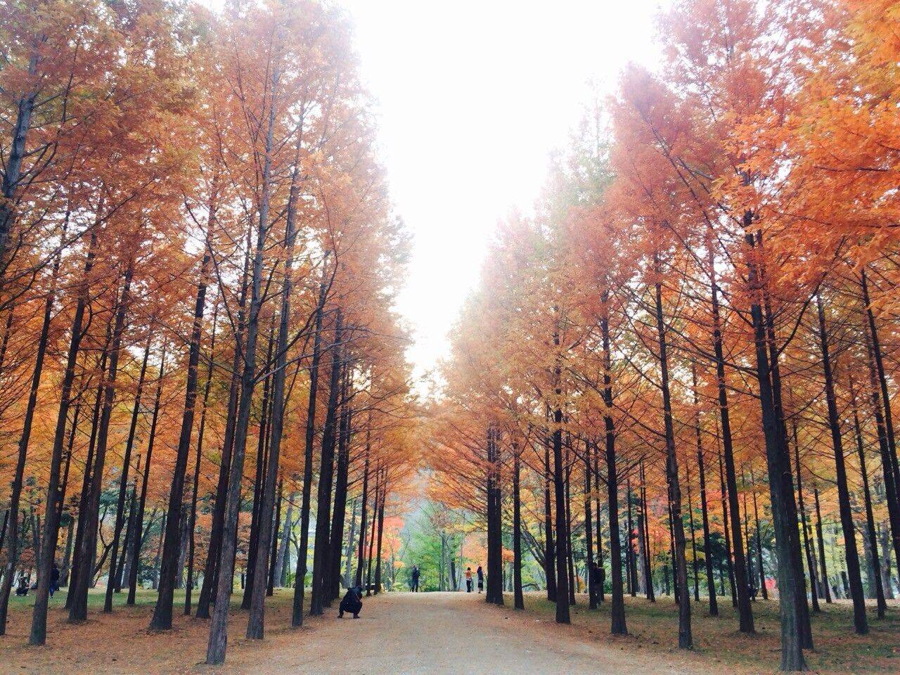 (團號:NC-01) 首爾出發 春川三岳山湖水纜車,南怡島紅葉，傳統茶屋 一天團