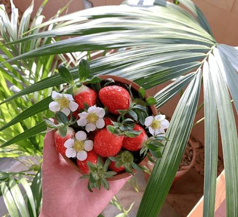 (團號 : JH-01) 草莓農場＋鎮海慶和火車站+余佐川櫻花道 之旅 1天團