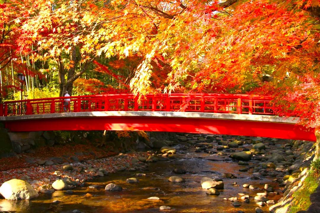 東京出發◆紅葉賞楓名所◆伊豆半島一天遊【獨鈷之湯溫泉足浴- 修善寺溫泉街 ▎乘特色吊車登上自然遺產大室山   】(KTI-01A)