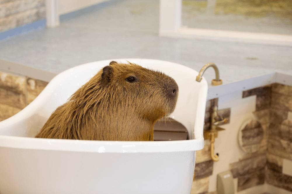 東京 多啦A夢一天團【 藤子·F·不二雄博物館、橫濱World Porters的室內動物園 , 紅磚倉庫 】(KTS-01H)