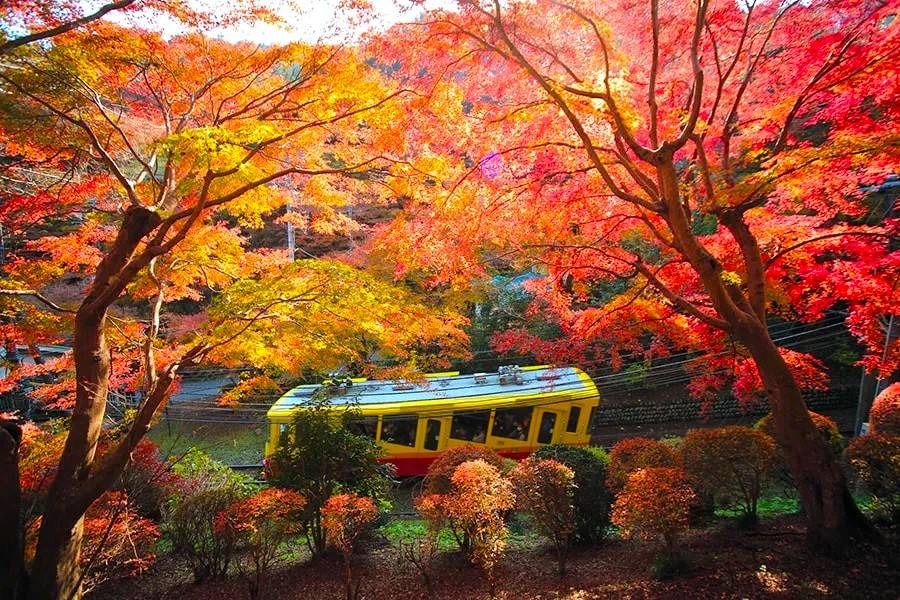 東京出發◆高尾山, 奥多摩湖 賞花 一天遊【紅葉名所-高尾山 ▎奥多摩湖~ 麥山浮橋 】(KTM-01A)