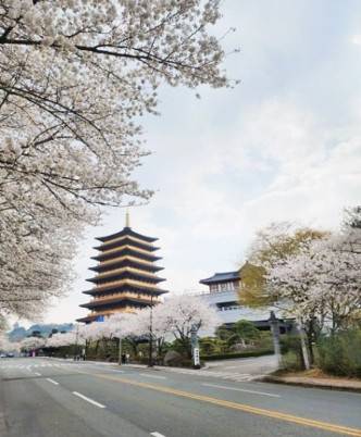 (團號 : ZD-02) <<保證出團>> 走進韓國春日秘境的兩日奇幻之旅