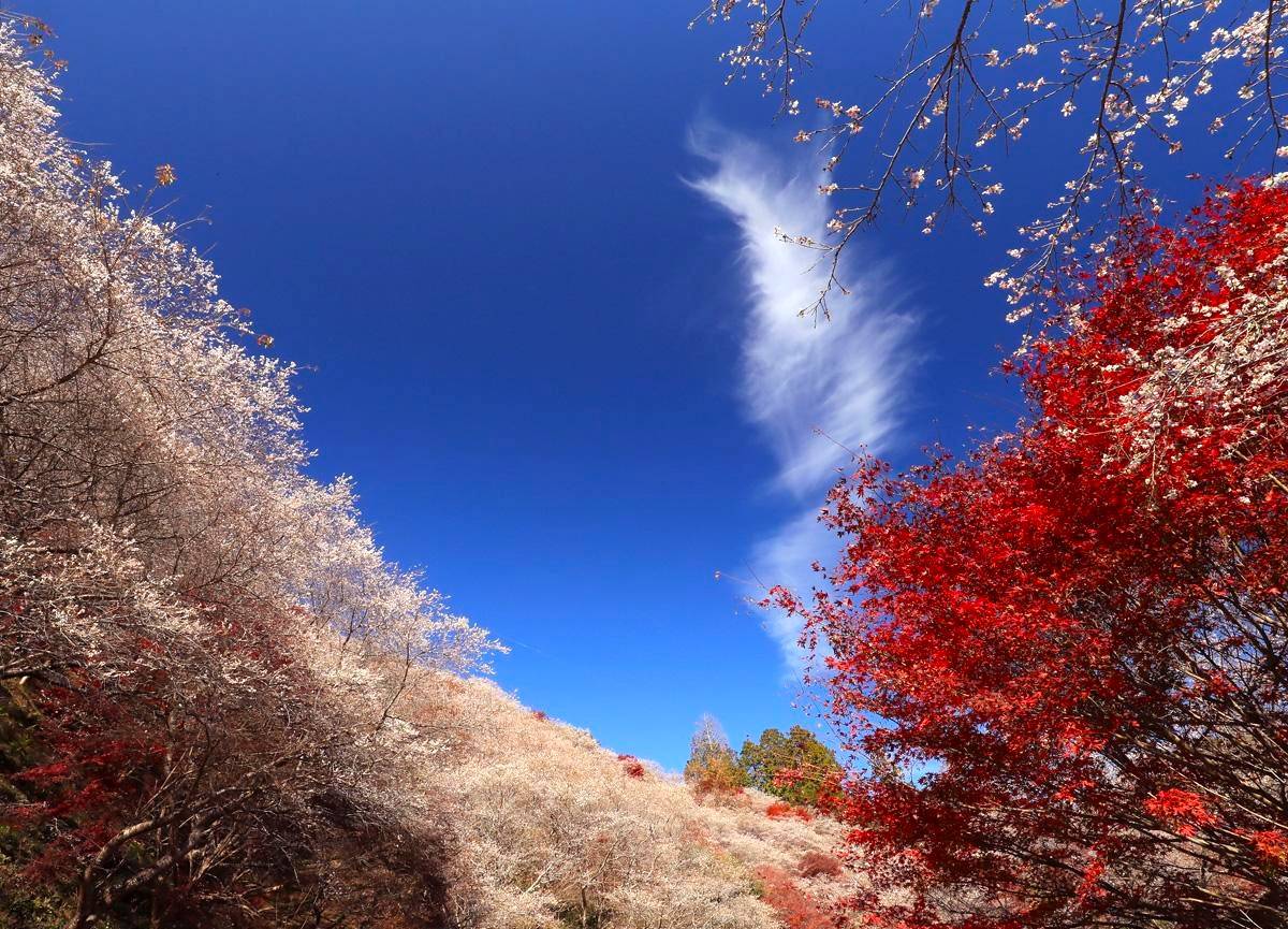 名古屋紅葉名所一天遊-(香嵐溪+小原四季櫻公園+犬山城下町)(KNK-01A)