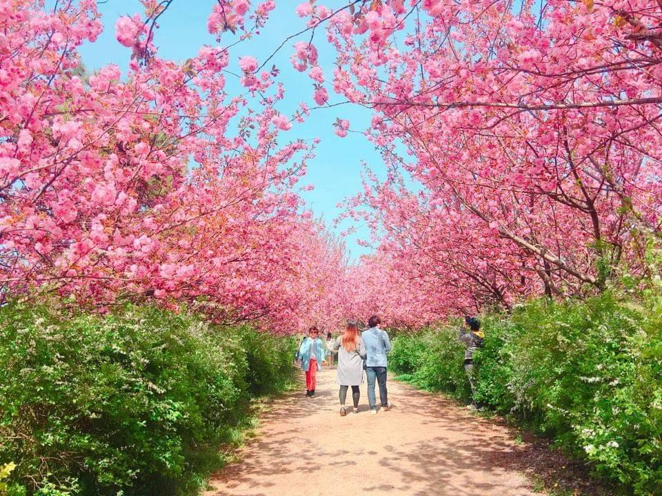 (團號:PG-01)首爾出發 秘景迷宮湖水庭園 八重櫻花一天團