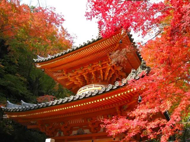 大阪出發◆和歌山+高野山-關西最早的楓紅葉勝地,紀三井寺,黒潮市場,貓貓站長車站 一天遊(KOW-01)