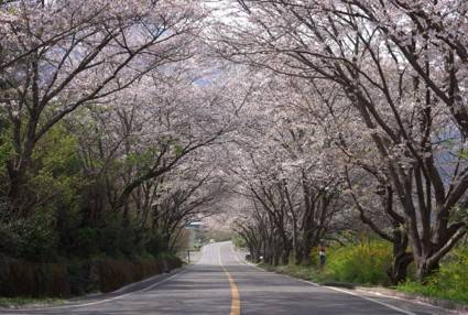 (團號 : FP-02 ) <<保證出團>>「櫻花隧道 × 火車花海 × 海上巨手」人氣打卡一次滿足