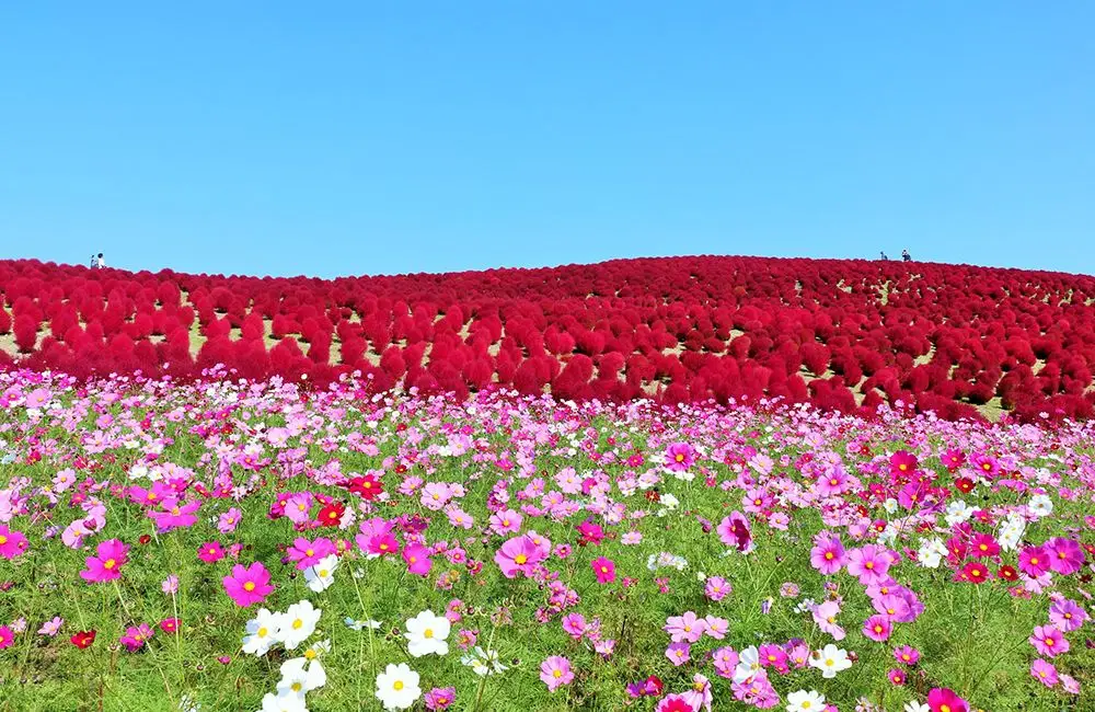 東京 出發- 富士山四季賞花絕景時令果園 一天團【河口湖/山中湖四季花海、新倉山浅間公園、富士山五合目】(KTF-01)