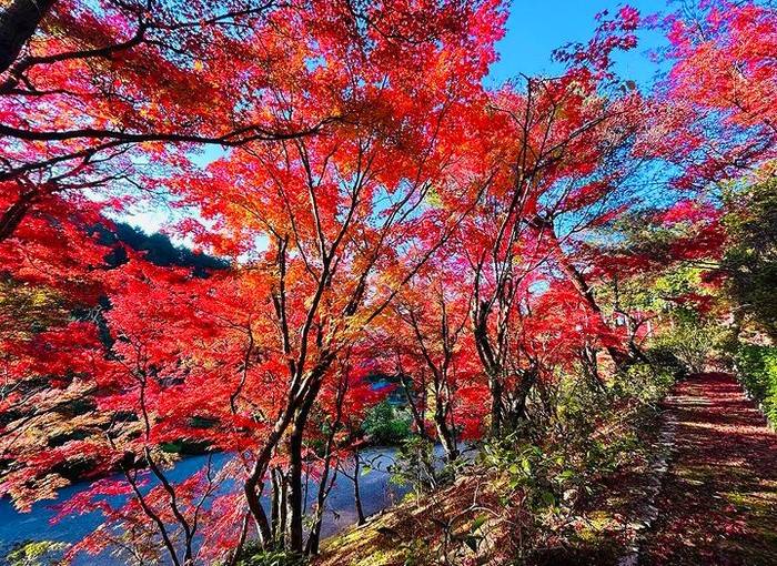 大阪出發-宇治-紅葉名所1天團- 三室戸寺, 宇治抹茶街,平等院-表參道,紫式部雕像 (KOU-01A)