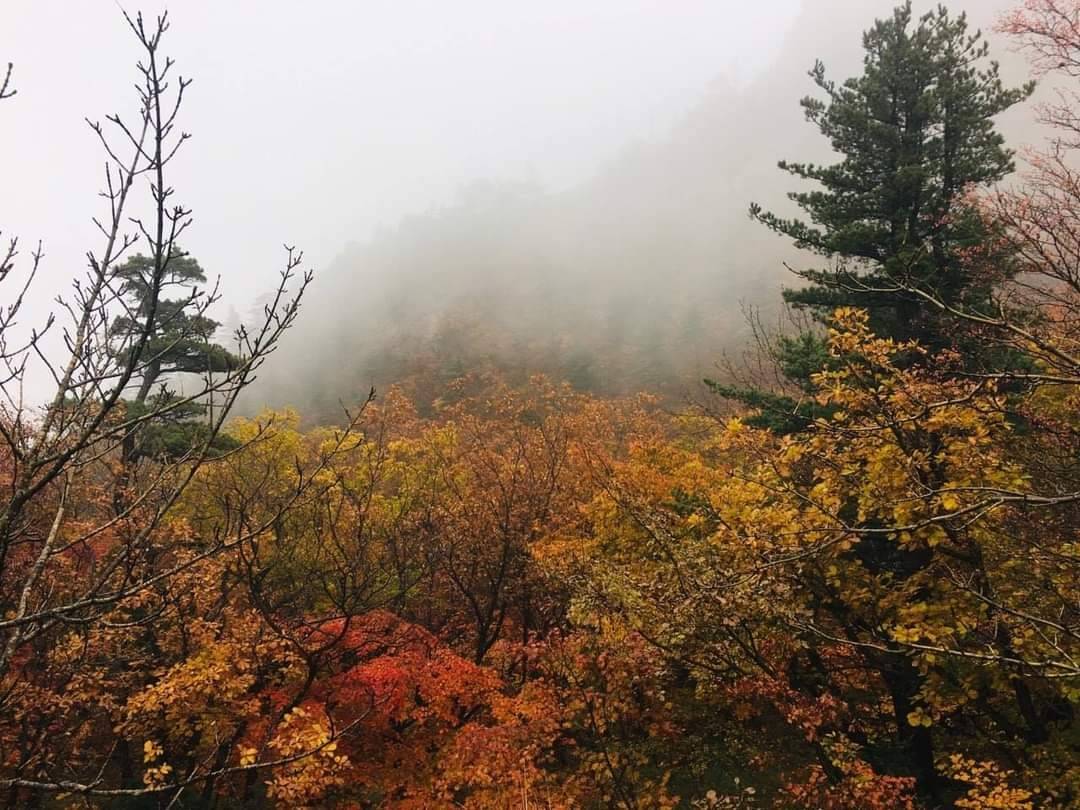 (團號:SE-01) (10 &11月份限定) 2025 最早賞楓勝地雪嶽山, 朿草觀光水產市場,展望台一天團