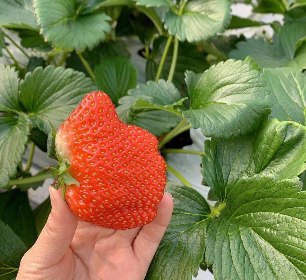 (團號 : JH-01) 草莓農場＋鎮海慶和火車站+余佐川櫻花道 之旅 1天團
