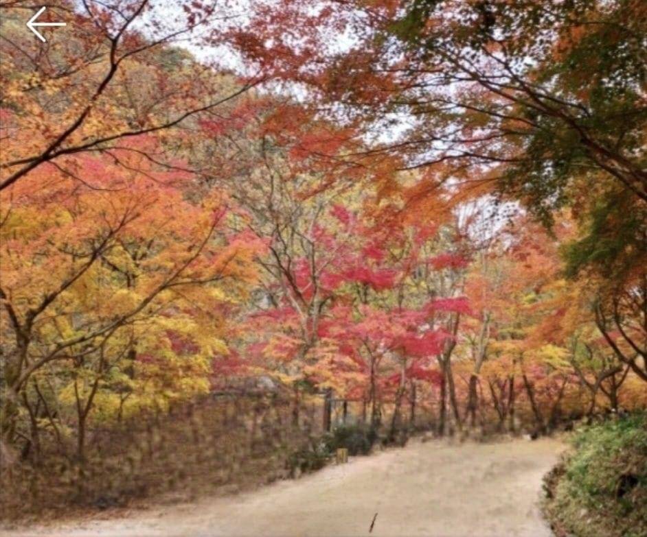 (團號: NG-02) 內藏山,水杉樹林路,楓葉公園, 賞楓葉二天團