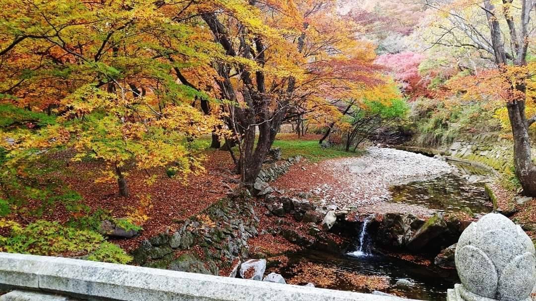 (團號:NJD-01) (10 &11月份限定) 2025東內藏山 最新楓葉公園 一天團