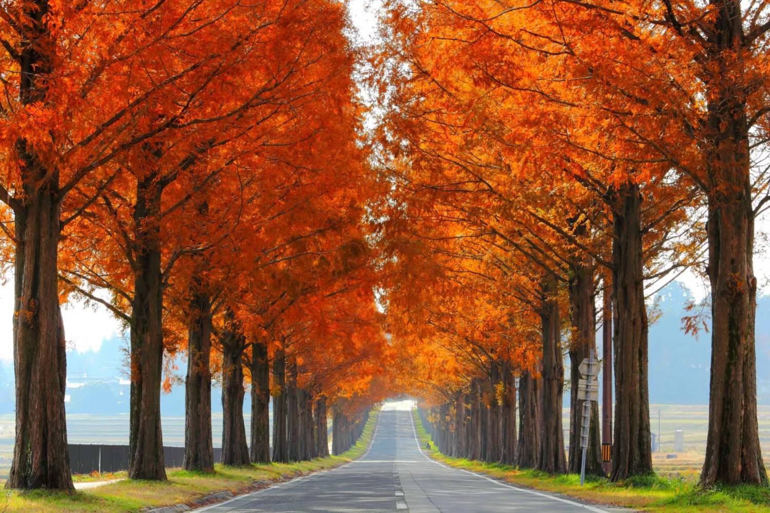 琵琶湖紅葉一天遊-(雞足寺+滋賀水杉林大道+黒壁廣場)(KNS-01A)名古屋出發