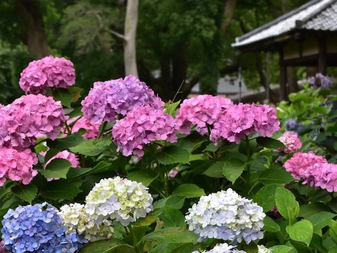 大阪紫陽花祭一天團-[  藤森神社-紫陽花之苑」、 勝尾寺、 美山町、三田OUTLET] (KOM-01N)