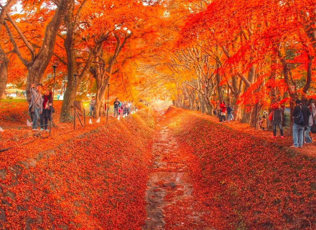 東京出發◆秋日河口湖賞楓名所◆紅葉迥廊一天遊【世界自然遺產富士山-忍野八海 ▎乘纜車走上御岳昇仙峽   】(KTF-01A)