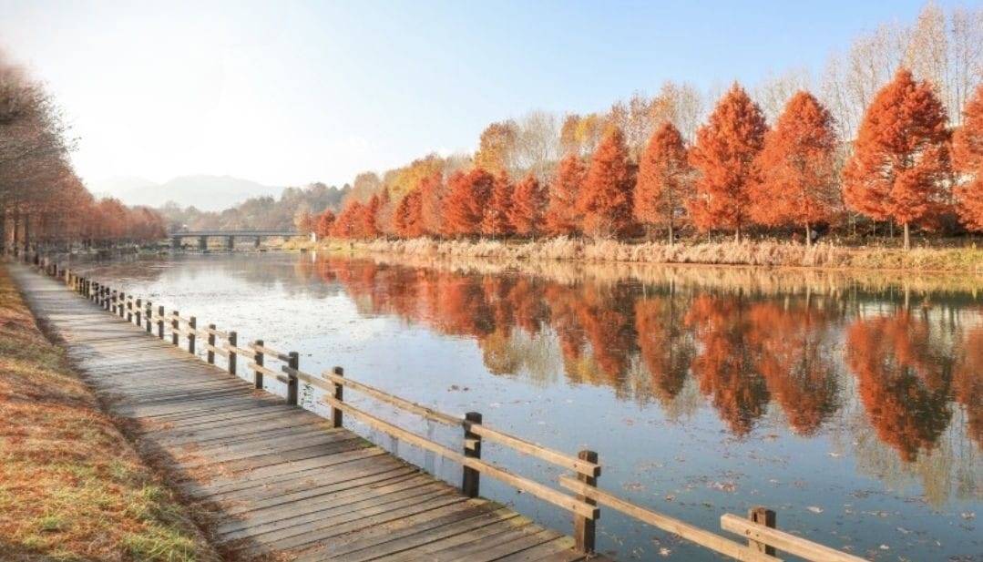 (團號: NG-02) 內藏山,水杉樹林路,楓葉公園, 賞楓葉二天團