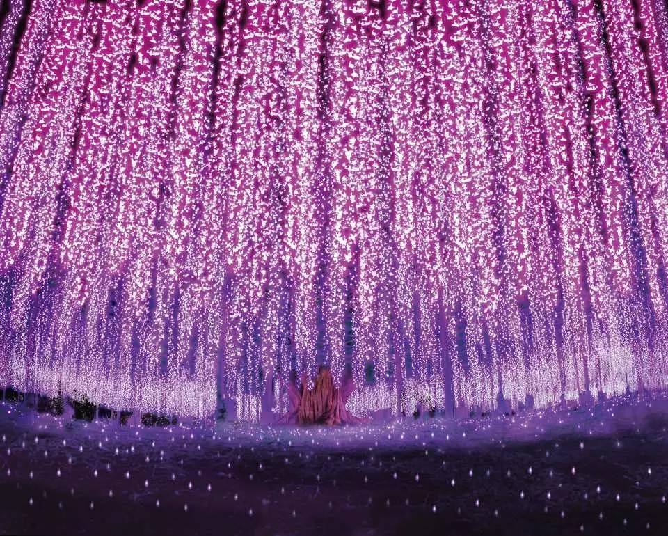 東京秩父冬日一天遊【足利花卉公園點燈 ▎蘆久保之冰柱 ▎時令草莓摘體驗+試食 ▎深谷花園OUTLET】(KTC-01F)