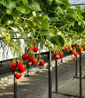 (團號 : DH-02) <<保證出團>> 粉紫杜鵑花海 x 夢幻草莓園 春季絕美兩日遊