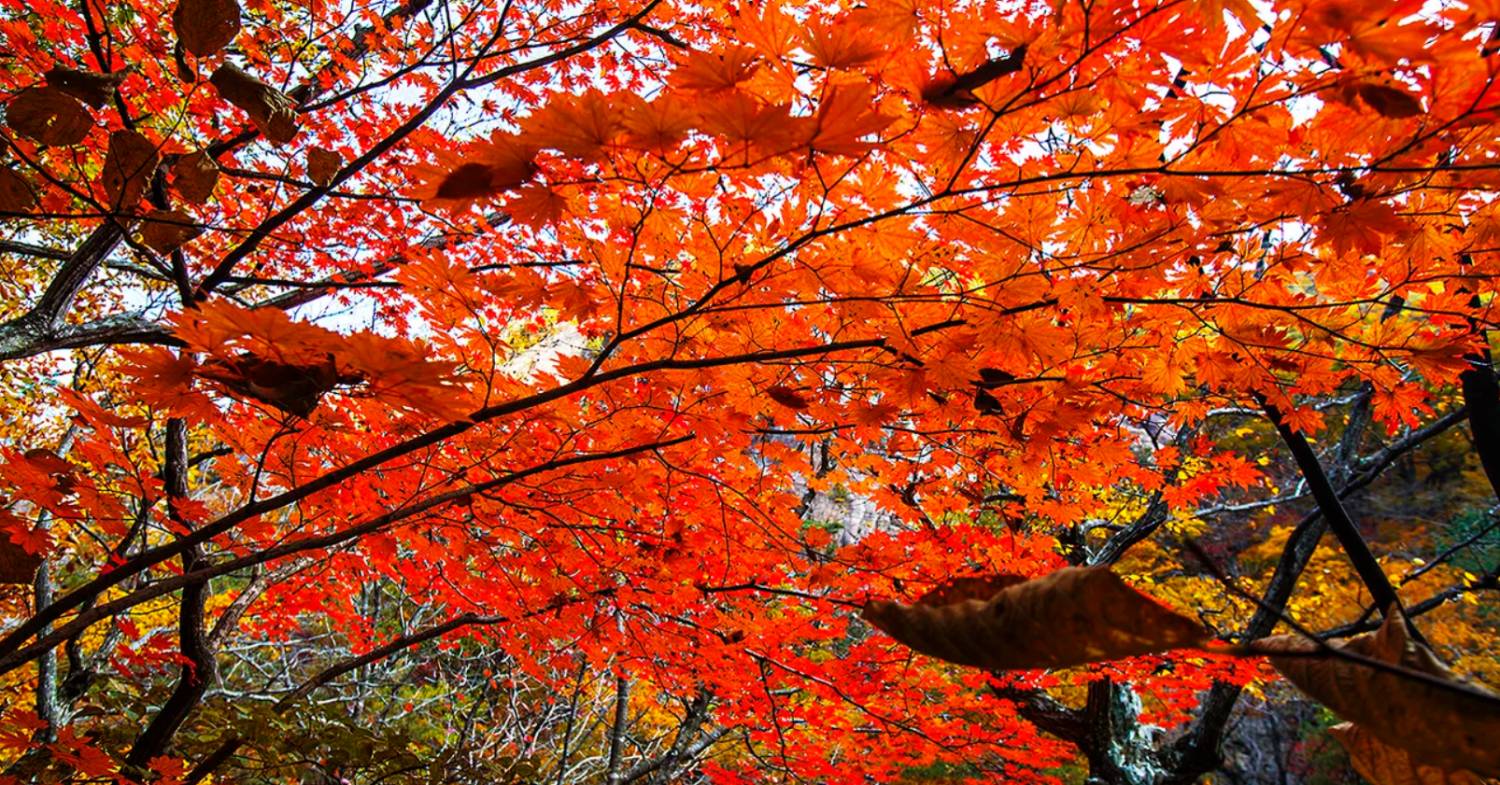 (團號:SE-01) (10 &11月份限定) 2025 最早賞楓勝地雪嶽山, 朿草觀光水產市場,展望台一天團
