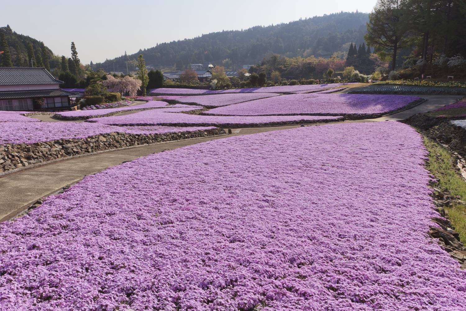 大阪賞芝櫻紫藤一天團-勝尾寺、 三田芝櫻庭園、白毫寺九尺紫藤、三田OUTLET (KOM-01H)