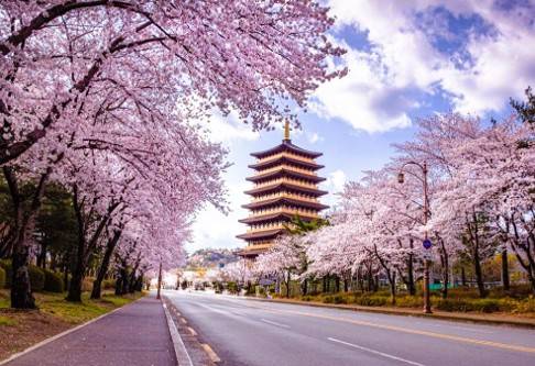 (團號 : ZD-02) <<保證出團>> 走進韓國春日秘境的兩日奇幻之旅