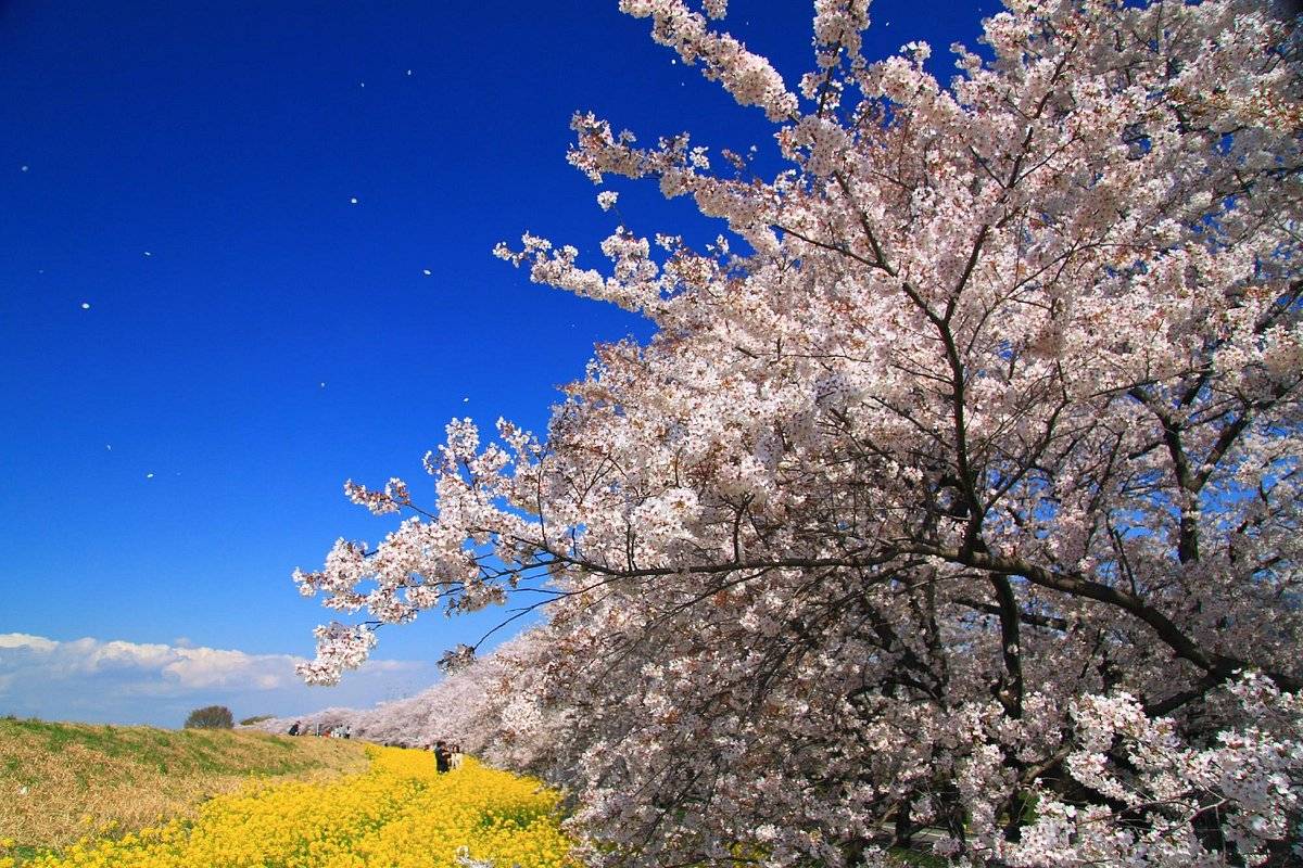 東京  熊谷賞櫻果園1天團【日本百大賞櫻景點之一 -熊谷桜堤、入間outlet、草莓果園體驗、川越古街】(KTK-01H)