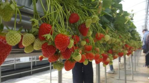 (團號 : SKPH-03) 韓國鳯凰城滑雪三天團