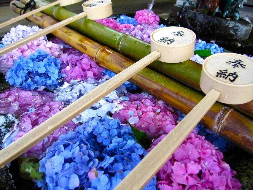 大阪紫陽花祭一天團-[  藤森神社-紫陽花之苑」、 勝尾寺、 美山町、三田OUTLET] (KOM-01N)