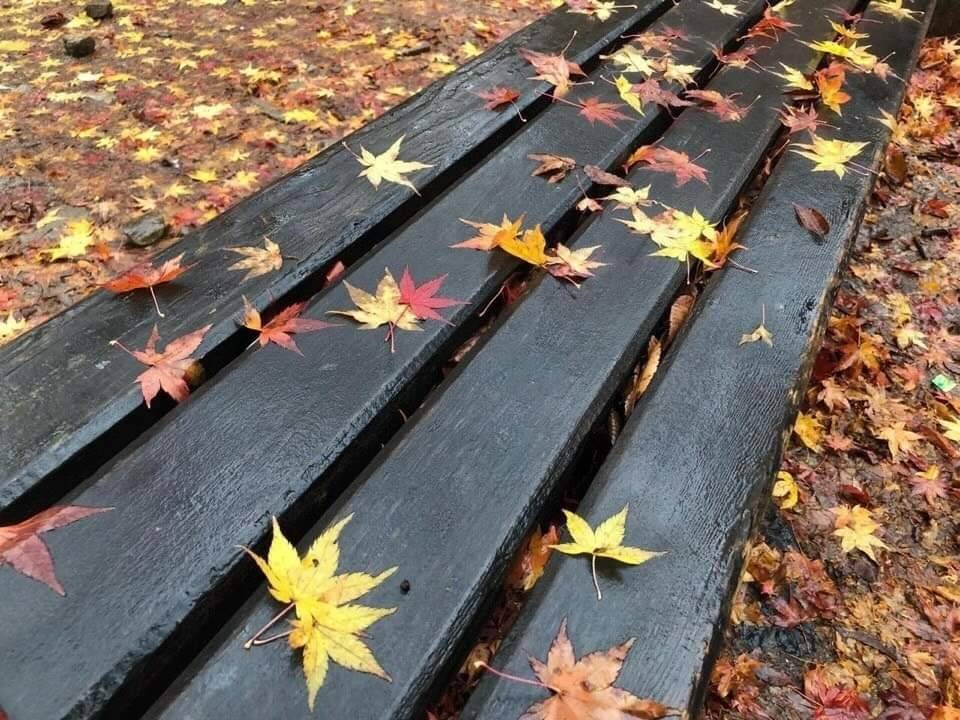 (團號:SE-01) (10 &11月份限定) 2025 最早賞楓勝地雪嶽山, 朿草觀光水產市場,展望台一天團