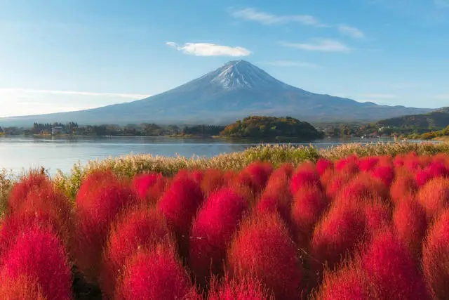 東京 出發- 富士山四季賞花絕景時令果園 一天團【河口湖/山中湖四季花海、新倉山浅間公園、富士山五合目】(KTF-01)