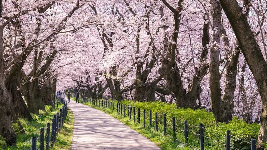 【6人即成團】東京  最強賞花(櫻花、桃花、油菜花)1天團【桃花之里-古河總合公園 ，櫻花・油菜花名所-幸手權現堂公園、春花公園- 三毳山公園】(KTT-01H)