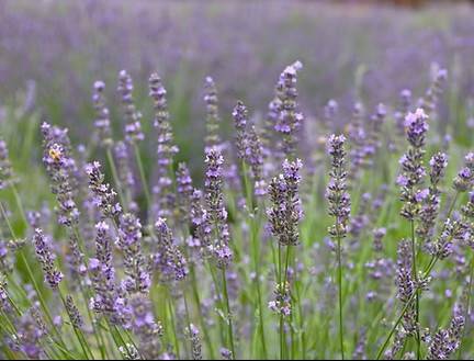 東京薰衣草賞花一天團【 薰衣草園- 千年の苑、川越「藏造」古街, 入間OUTLET PARK 】(KTS-01N２)東京新宿出發