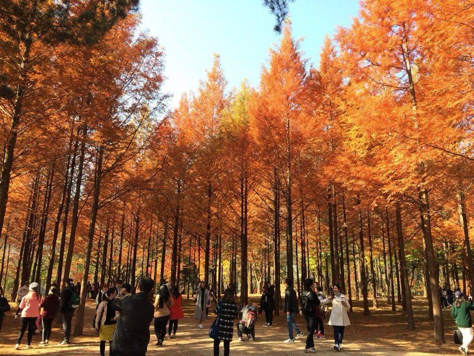 (團號:NC-01) 首爾出發 春川三岳山湖水纜車,南怡島紅葉，傳統茶屋 一天團